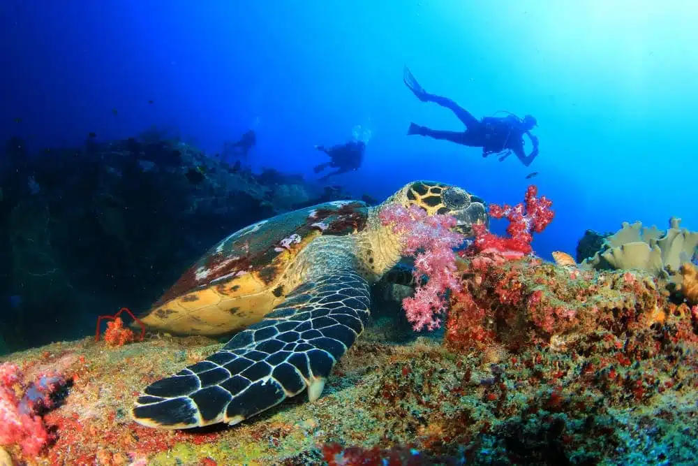 Diving With Vibrant Sealife